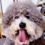 都城市ペットサロンチャーミー