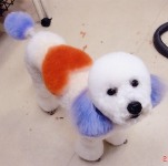 都城市ペットサロンチャーミー