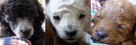20100406-babies.jpg