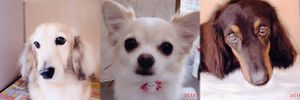 20100406-dogs3.jpg
