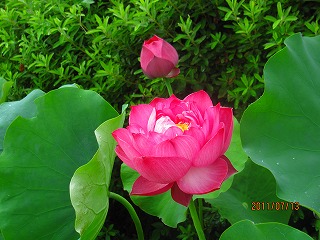 今年も綺麗に咲いていま�