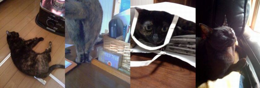 ねこざんまい。ねこざむらい